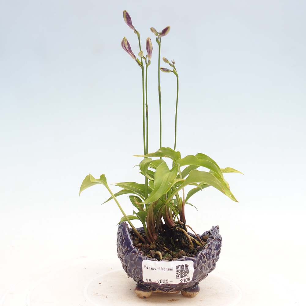 Bonsai im Freien - Mini Hosta - Göttin