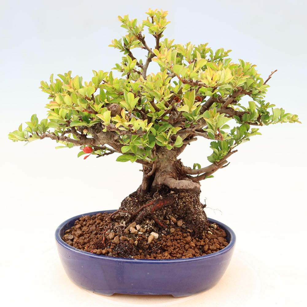 Bonsai für draußen - Chaneomeles speciosa Chojubai
