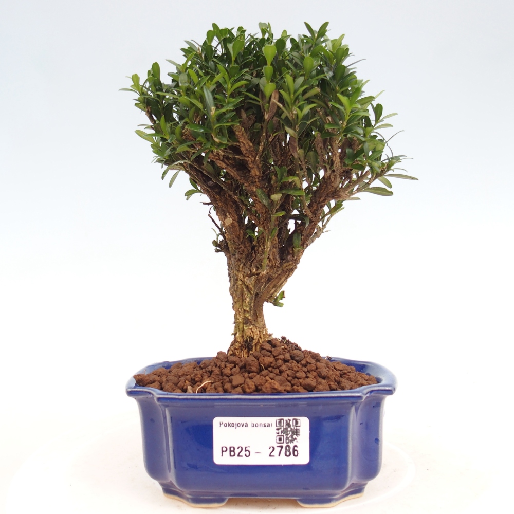 Zimmer Bonsai - Buxus harlandii - Kork Buchsbaum