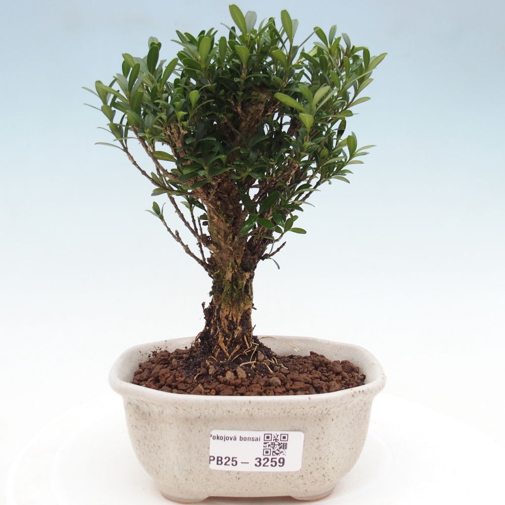 Zimmer Bonsai - Buxus harlandii - Korkbuxus