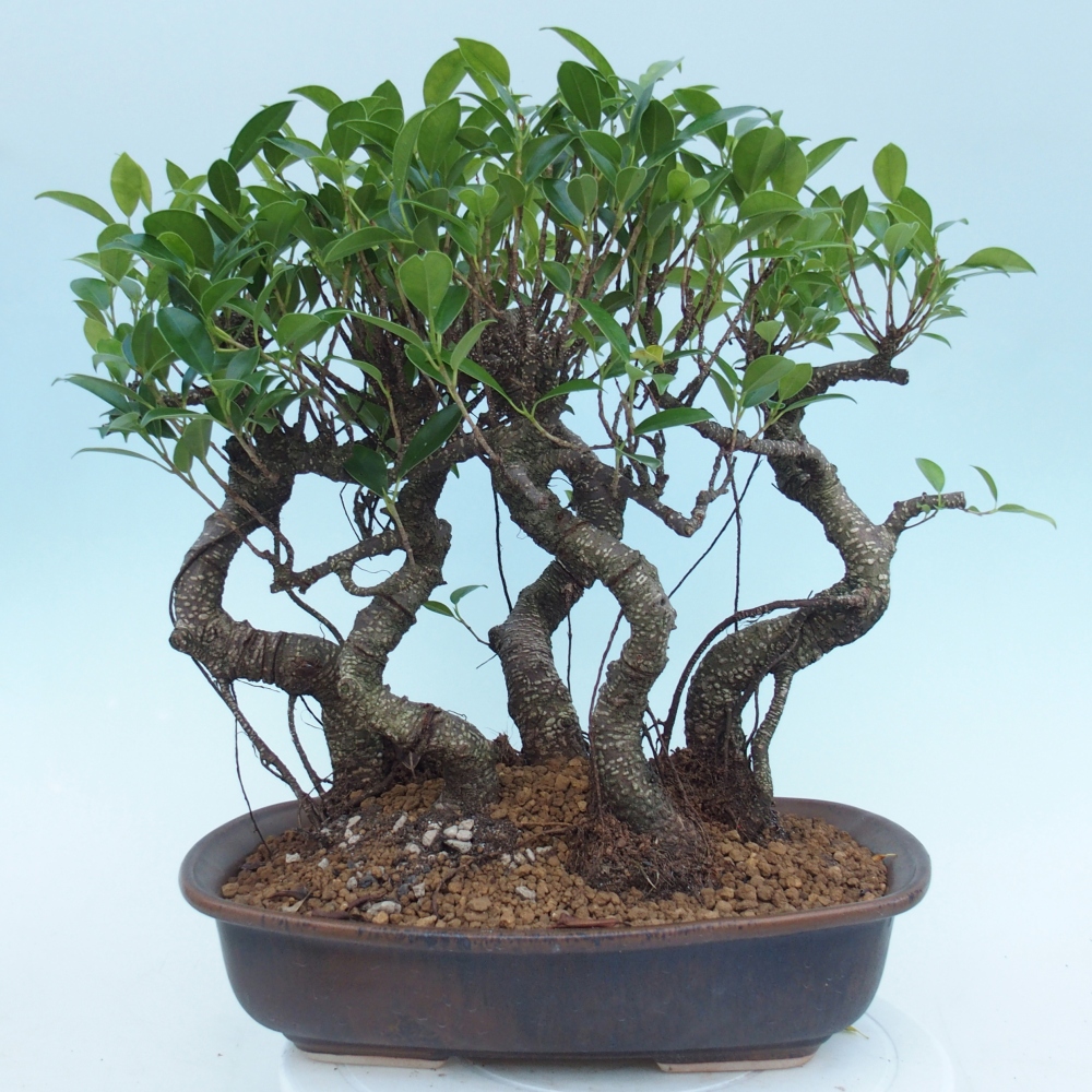 Zimmerbonsai - Ficus kimmen - Kleinblättriger Ficus