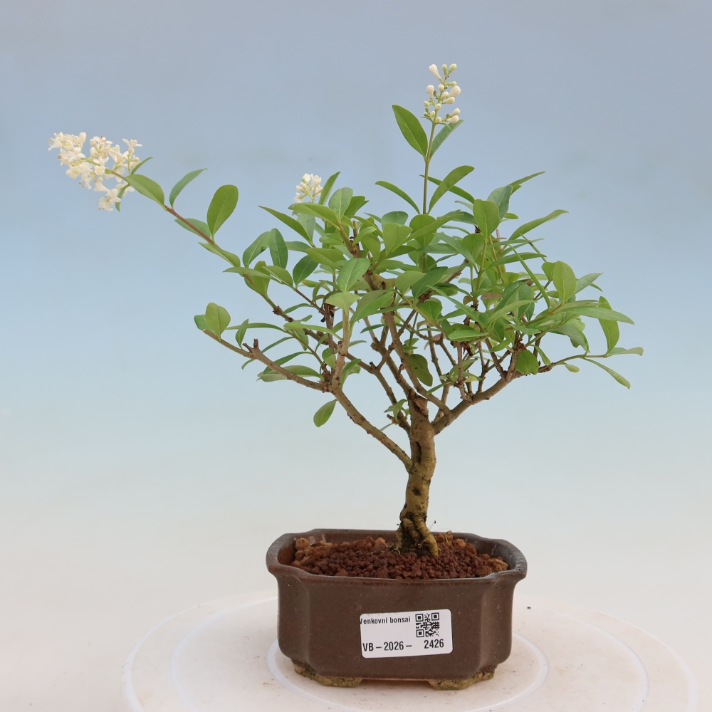 Bonsai für draußen - Ligustrum vulgare - Vogelschnabel