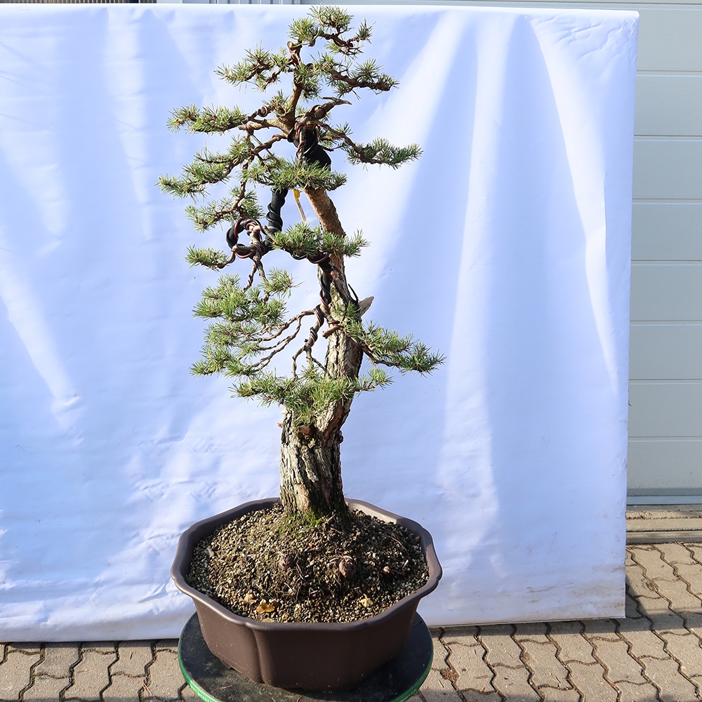 Pinus sylvestris Spanien – Waldkiefer