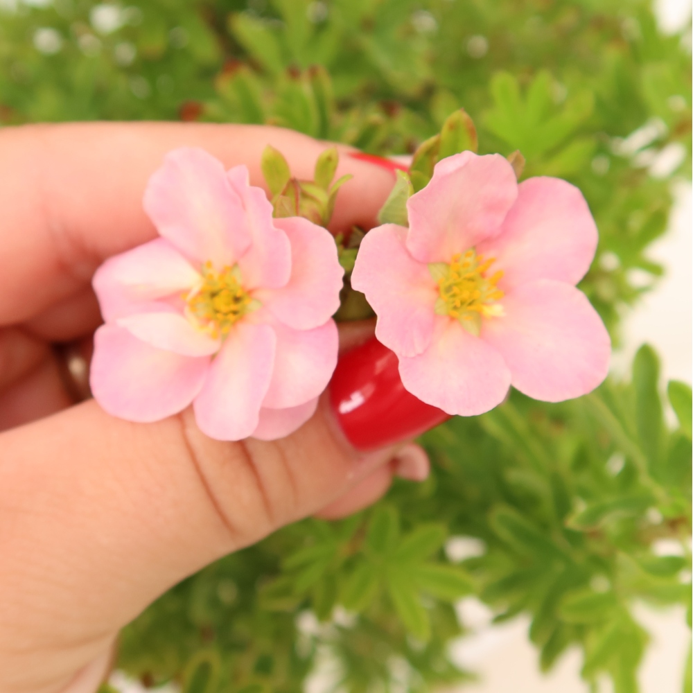 Bonsai für den Außenbereich – Strauch-Fingerkraut – Potentila fruticosa Bellissima