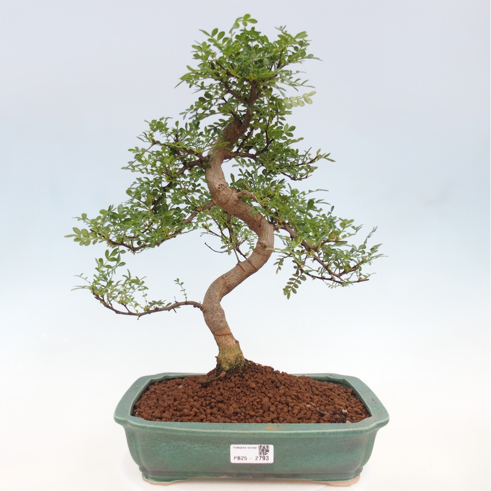 Zimmerbonsai - Zantoxylum piperitum - Pfefferbaum