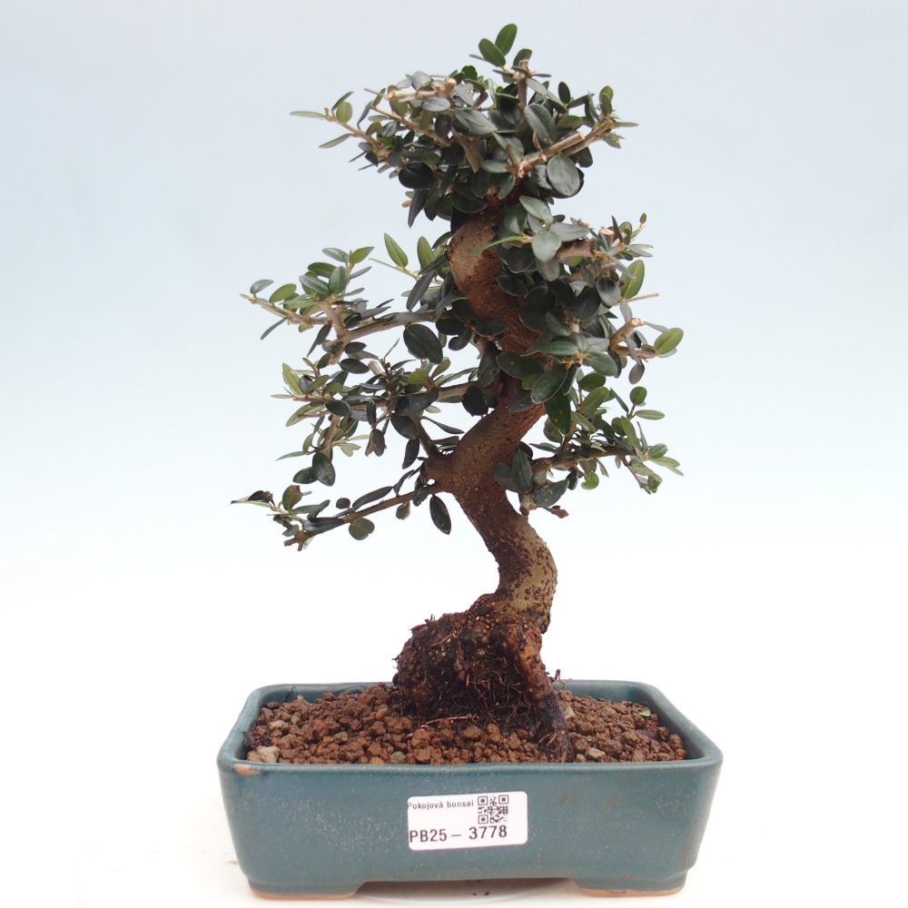 Zimmerbonsai - Olea europaea sylvestris