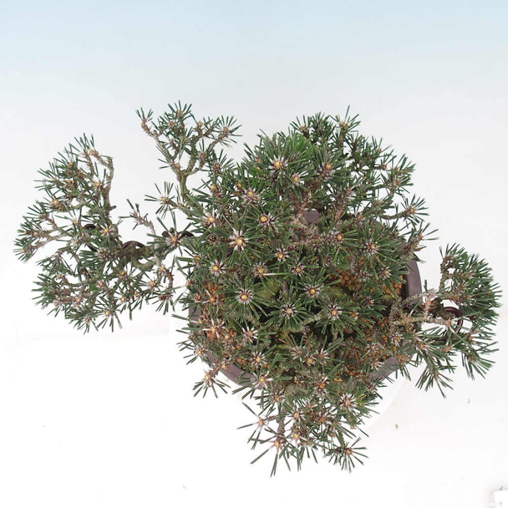 Bonsai für draußen - Pinus thunbergii Kotobuki - Thunberg-Kiefer