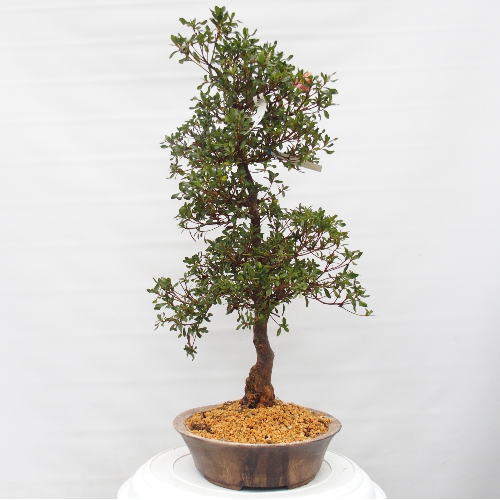Bonsai für draußen - Japanische Azalee - Azalea Kisshoten