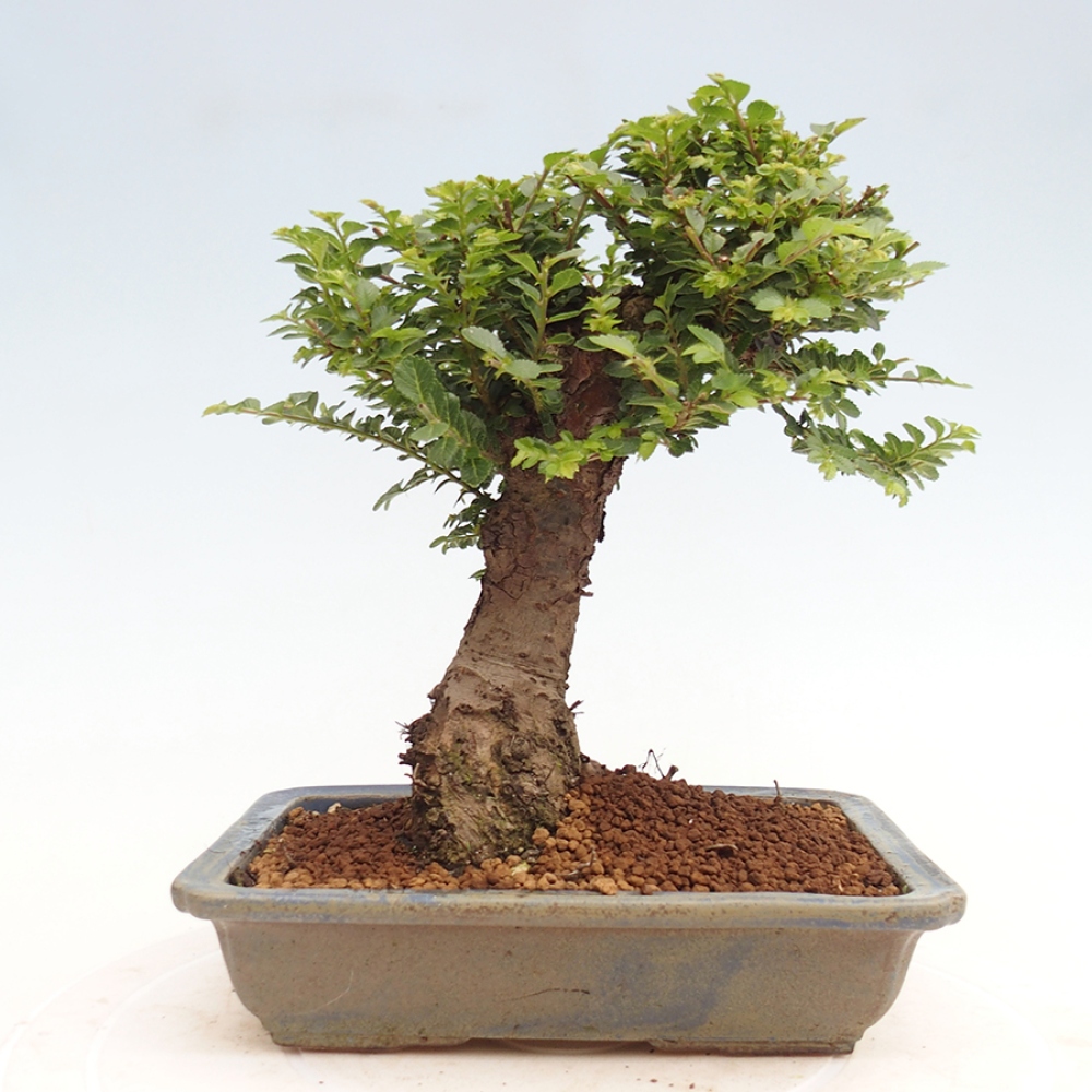 Bonsai im Freien - Ulmus parvifolia Hokkaido - Chinesische Ulme