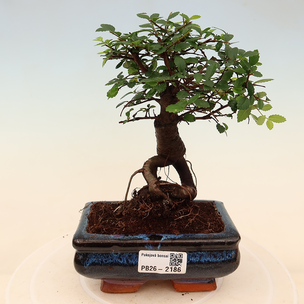 Zimmerbonsai - Ulmus parvifolia - Kleinblättrige Ulme