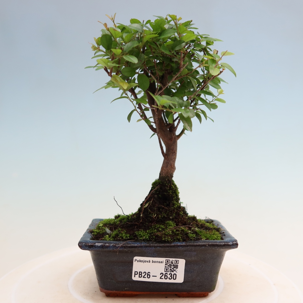 Zimmer Bonsai - Sageretia thea - Sageretia thea