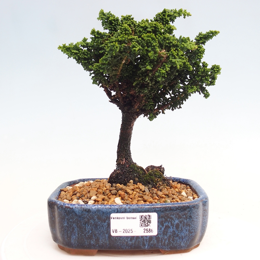 Bonsai im Freien - Cham. obtusa SEKKA HINOKI - Zypresse