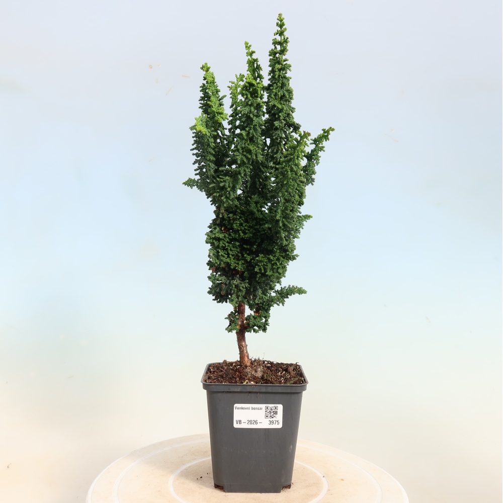 Bonsai für draußen - Cham. obtusa SEKKA HINOKI - Zypresse