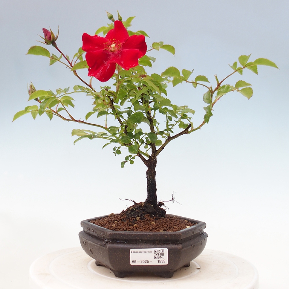 Freilandbonsai - Rosa Kordes -  Rose