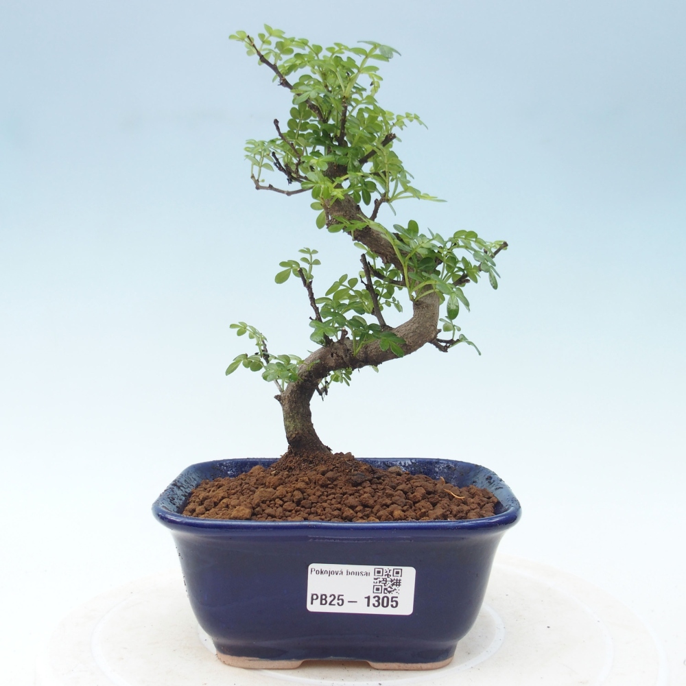 Indoor-Bonsai - Zantoxylum piperitum - Pfefferminze
