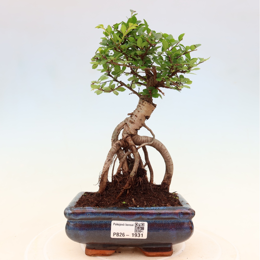Zimmerbonsai - Ulmus parvifolia - Kleinblättrige Ulme