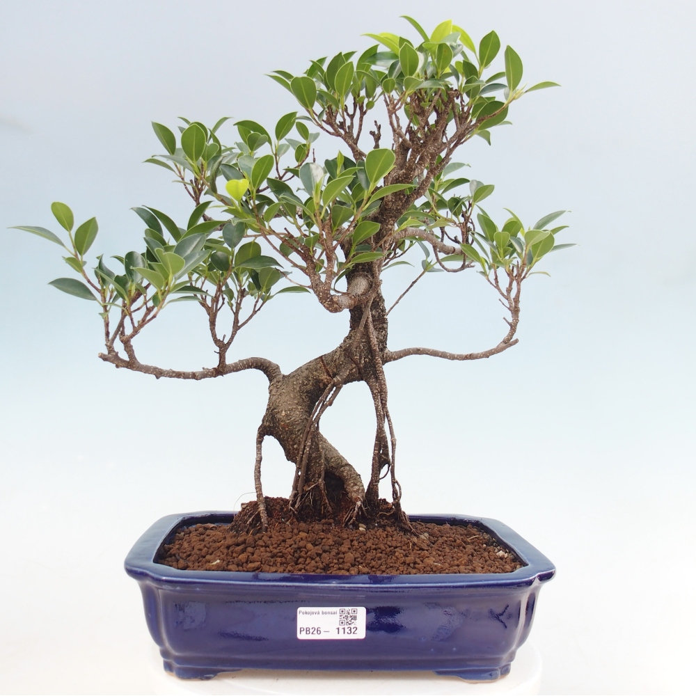 Zimmerbonsai - Ficus kimmen - Kleinblättriger Ficus