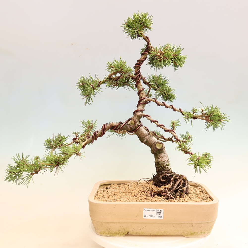 Bonsai für den Außenbereich – Pinus mugo Humpy – Zwergkiefer