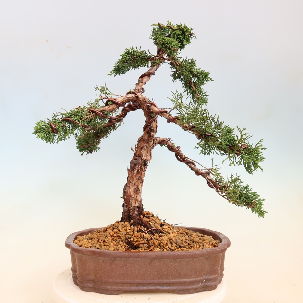 Bonsai für draußen - Juniperus chinensis Kishu