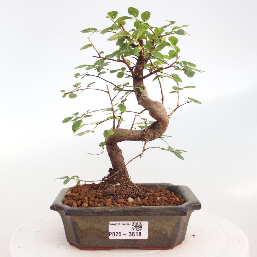 Zimmerbonsai - Ulmus parvifolia - Kleinblättrige Ulme