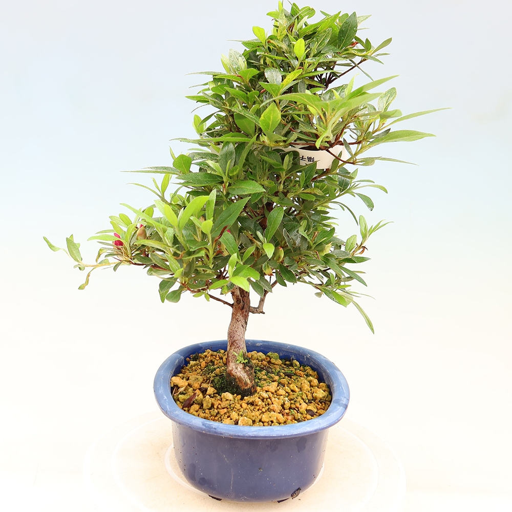 Bonsai für draußen - Japanische Azalee - Azalee Yoko
