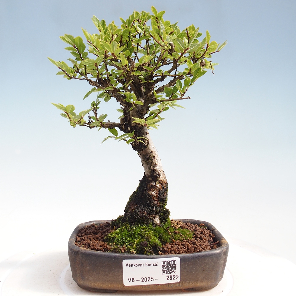 Bonsai im Freien - Zelkova - Zelkova NIRE