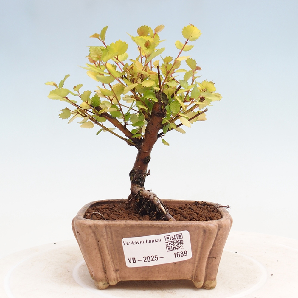 Bonsai im Freien - Zwergbirke - Betula NANA Treasure