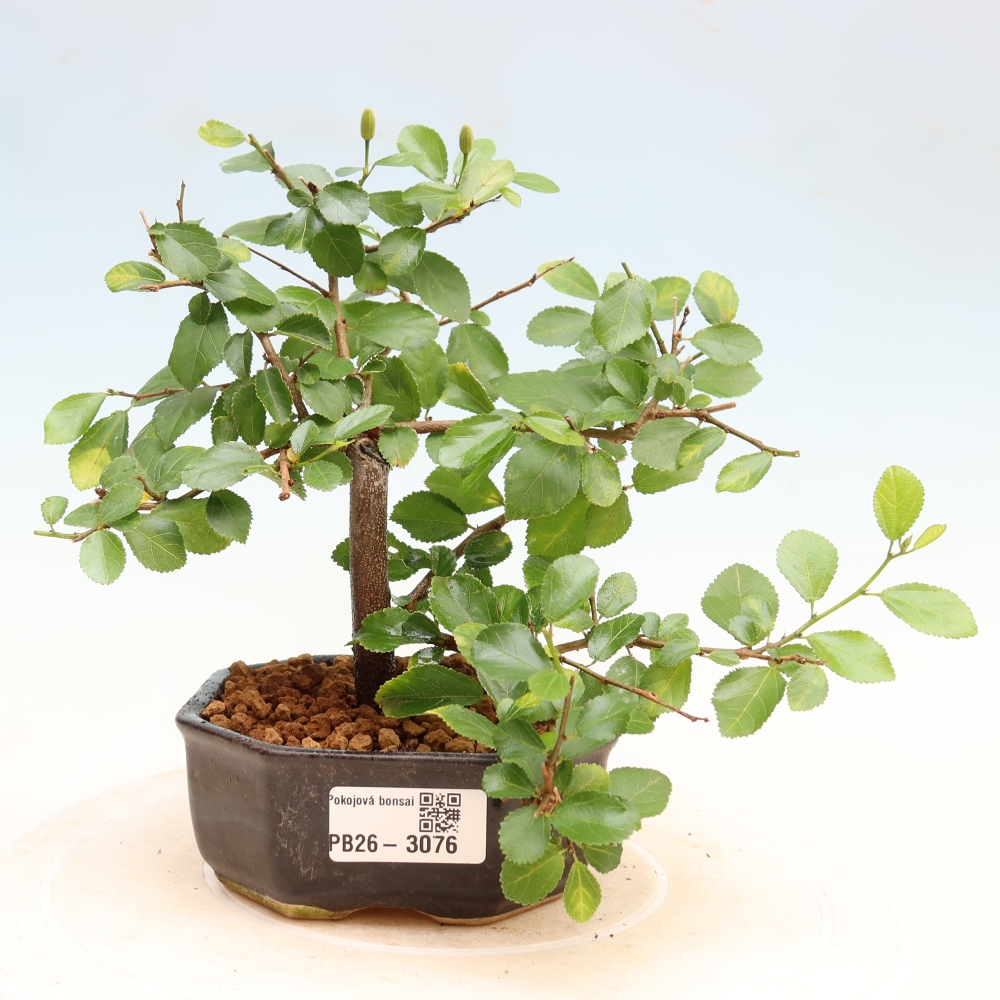 Zimmerbonsai – Grewia occidentalis – Lavendel-Sternblume