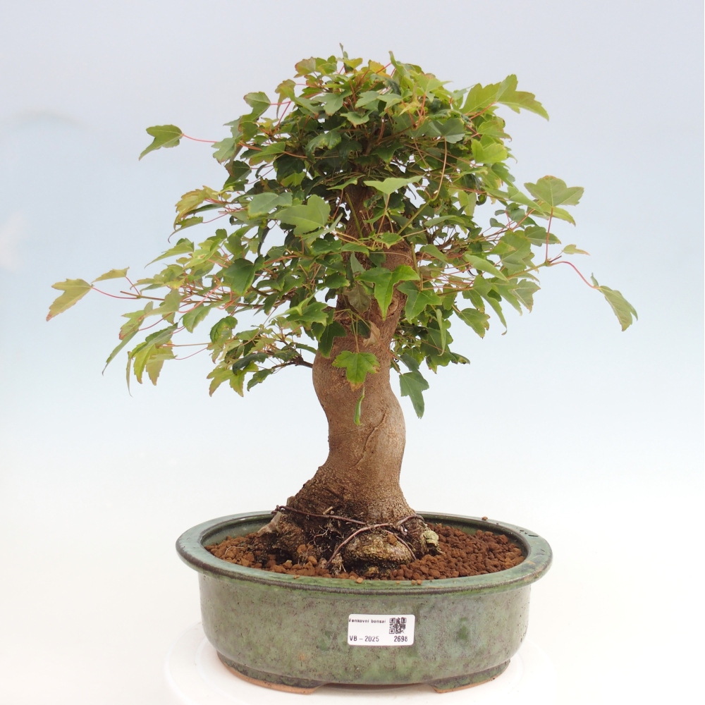 Bonsai im Freien - Ahorn Buergerianum - Burger Maple