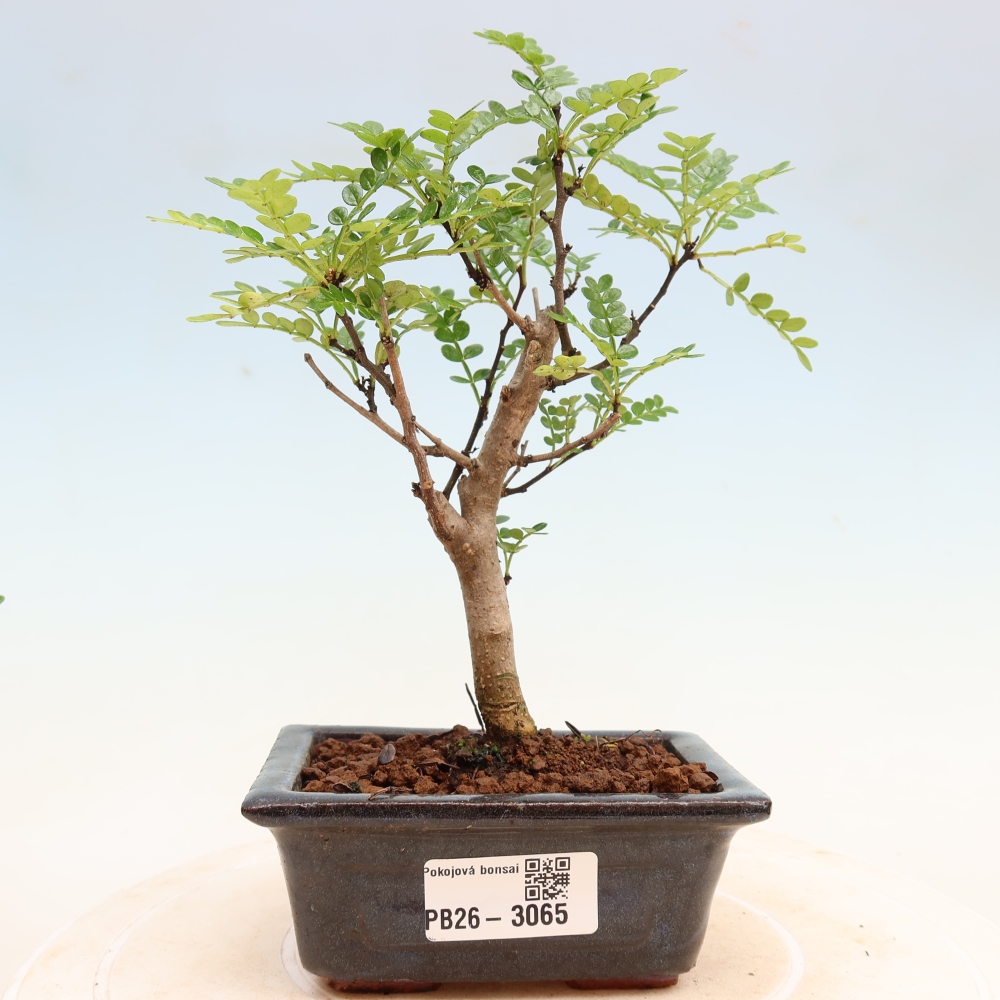 Zimmer Bonsai - Zantoxylum piperitum - Pfefferbaum