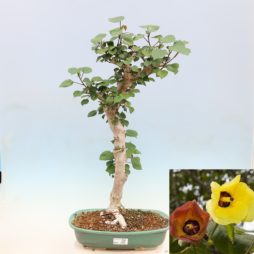 Zimmerbonsai - Hibiscus tiliaceus - Meeres-Hibiskus