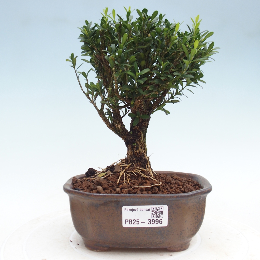 Zimmerbonsai - Buxus harlandii - Korkbuchsbaum
