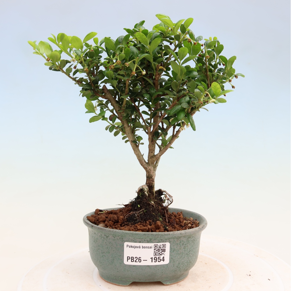 Zimmer Bonsai - Ilex crenata - Stechpalme