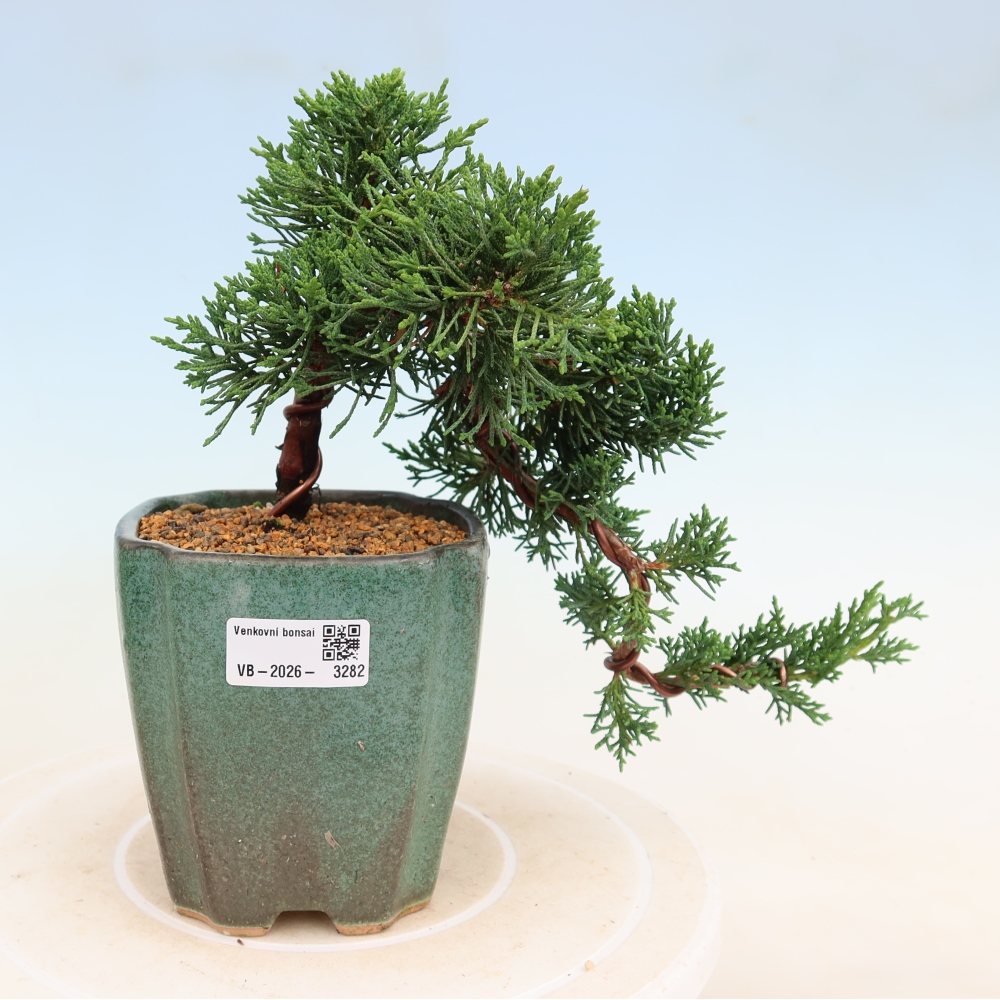 Bonsai für draußen - Juniperus chinensis Kishu