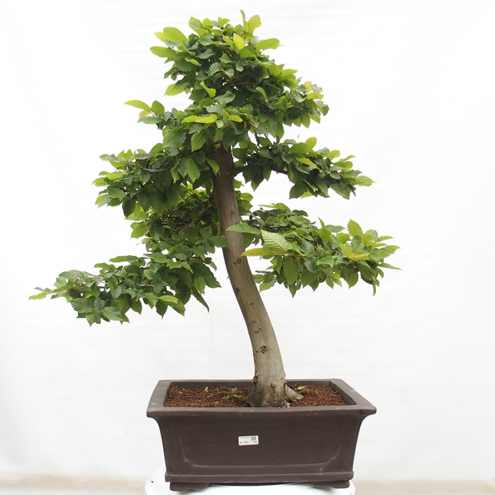 Bonsai im Freien - Hainbuche - Carpinus betulus