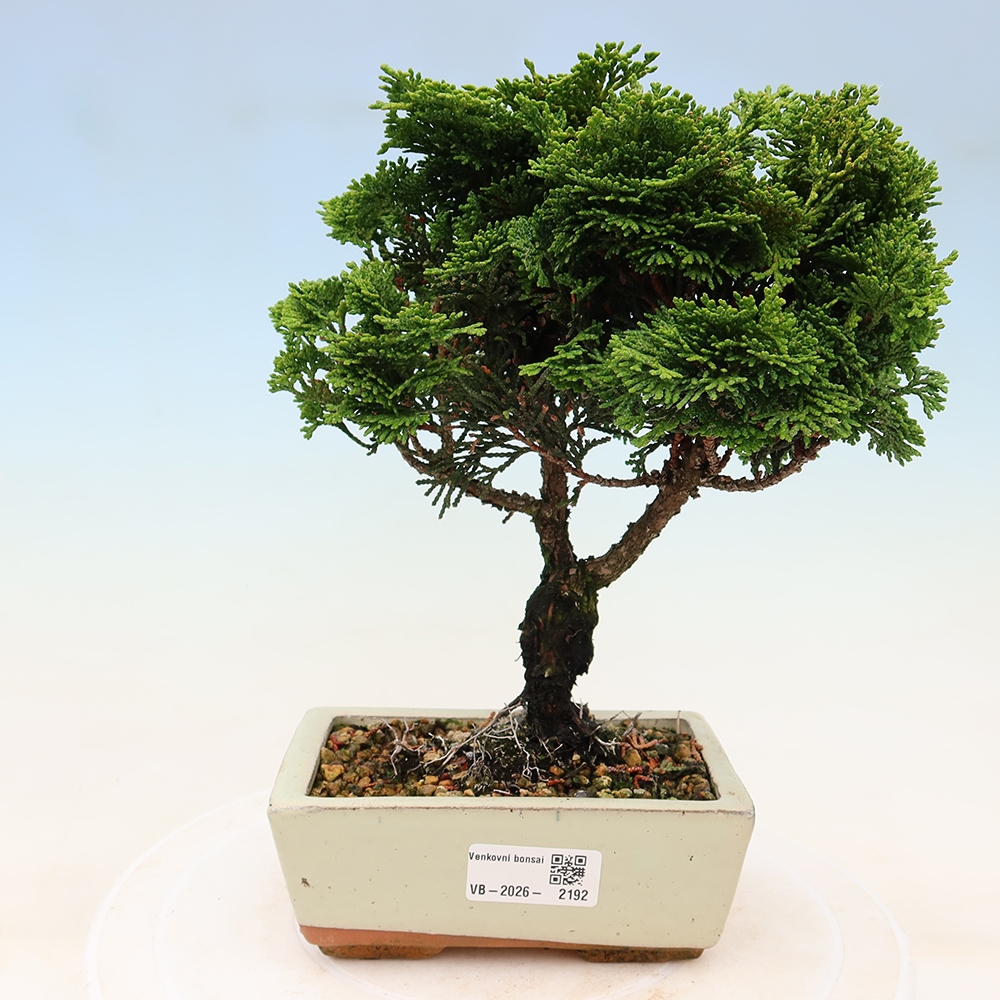 Bonsai für draußen - Cham.pis obtusa Nana Gracilis - Zypresse