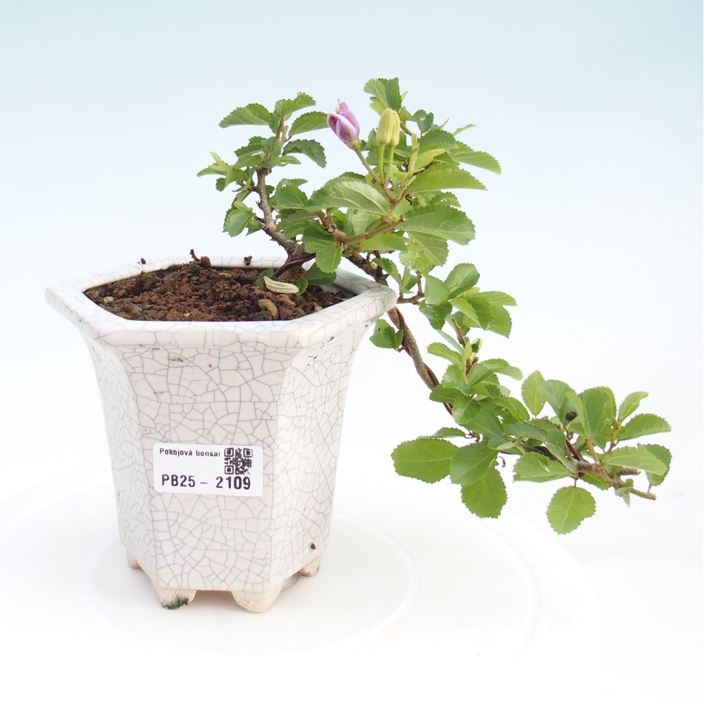 Zimmerbonsai - Grewia occidentalis - Lavendelstern