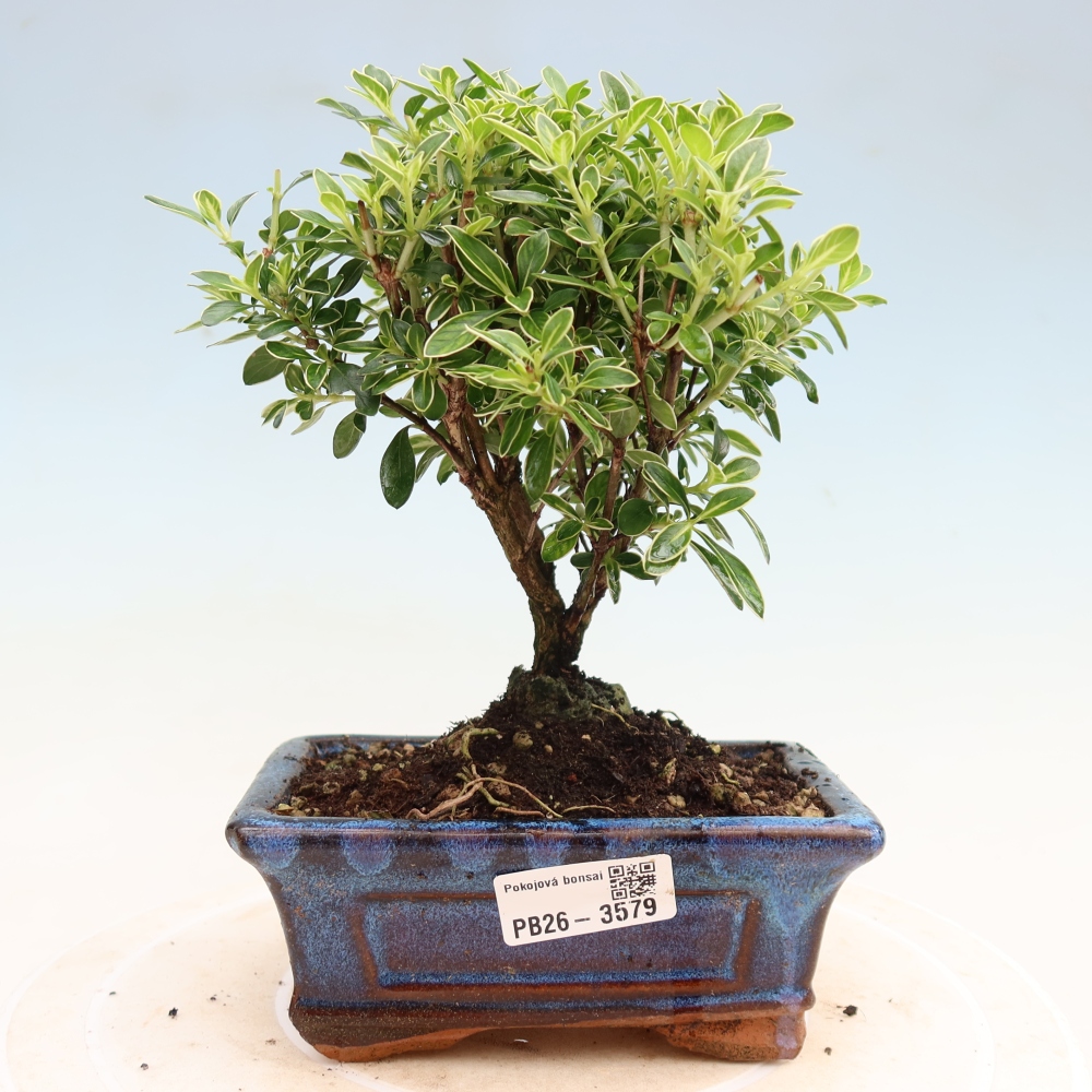 Zimmerbonsai - Serissa foetida Variegata - Baum der Tausend Sterne