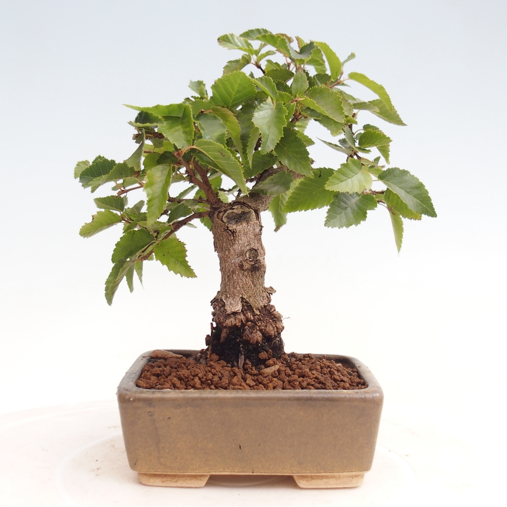 Outdoor-Bonsai -Carpinus CARPINOIDES - Koreanisch Hainbuche