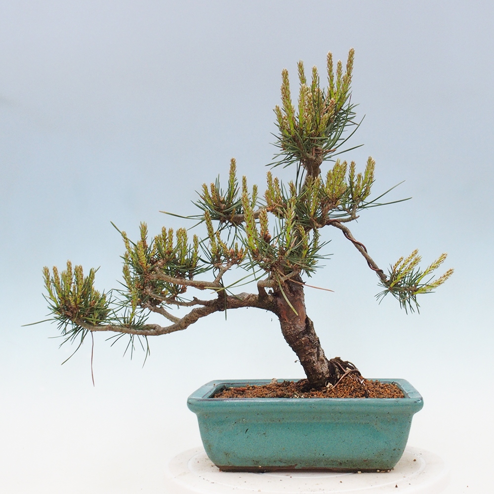 Bonsai im Freien - Pinus Sylvestris - Waldkiefer
