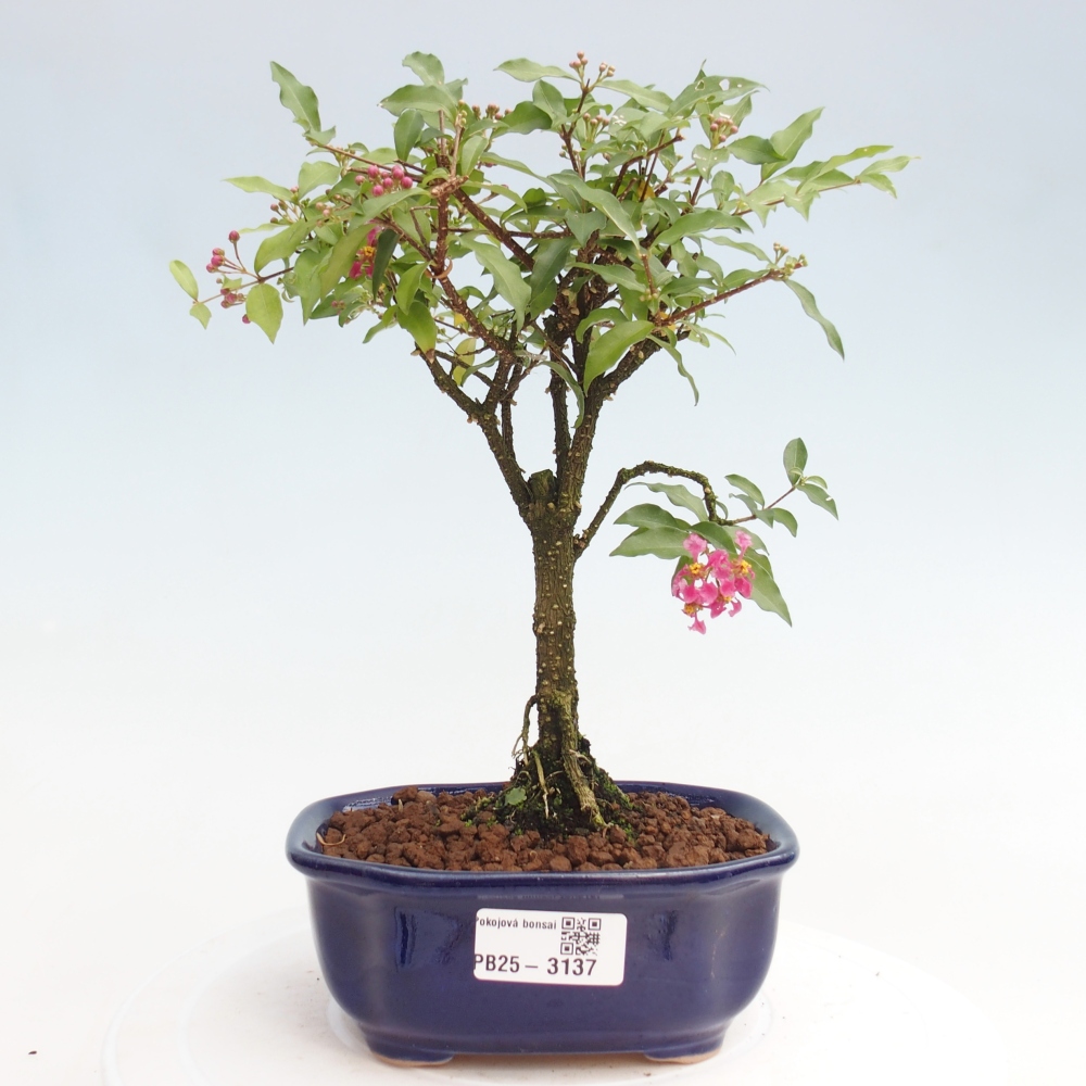 Zimmerbonsai - Malpighia coccigera - Barbdor-Kirsche