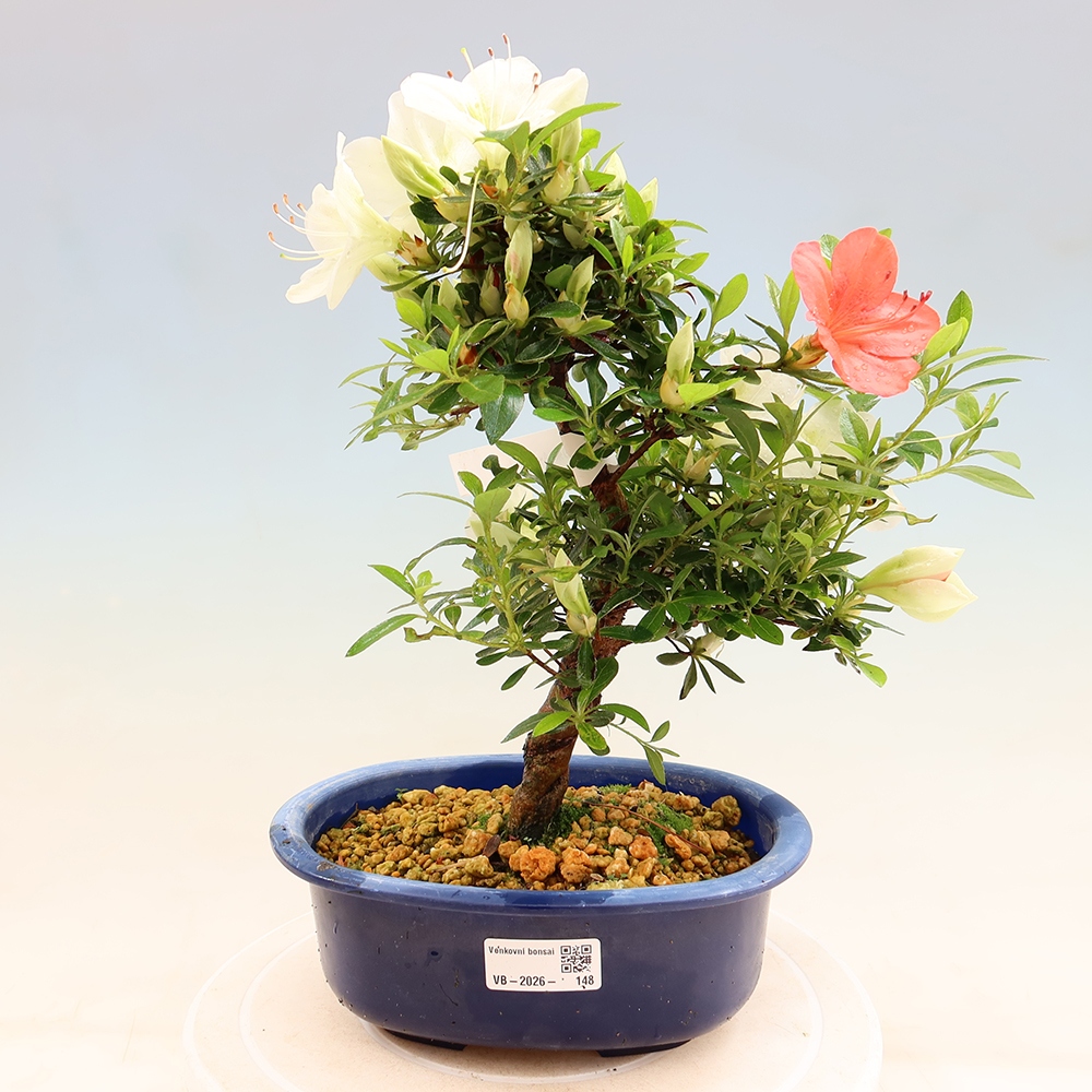 Bonsai für draußen - Japanische Azalee - Azalee Asahi-no-izumi