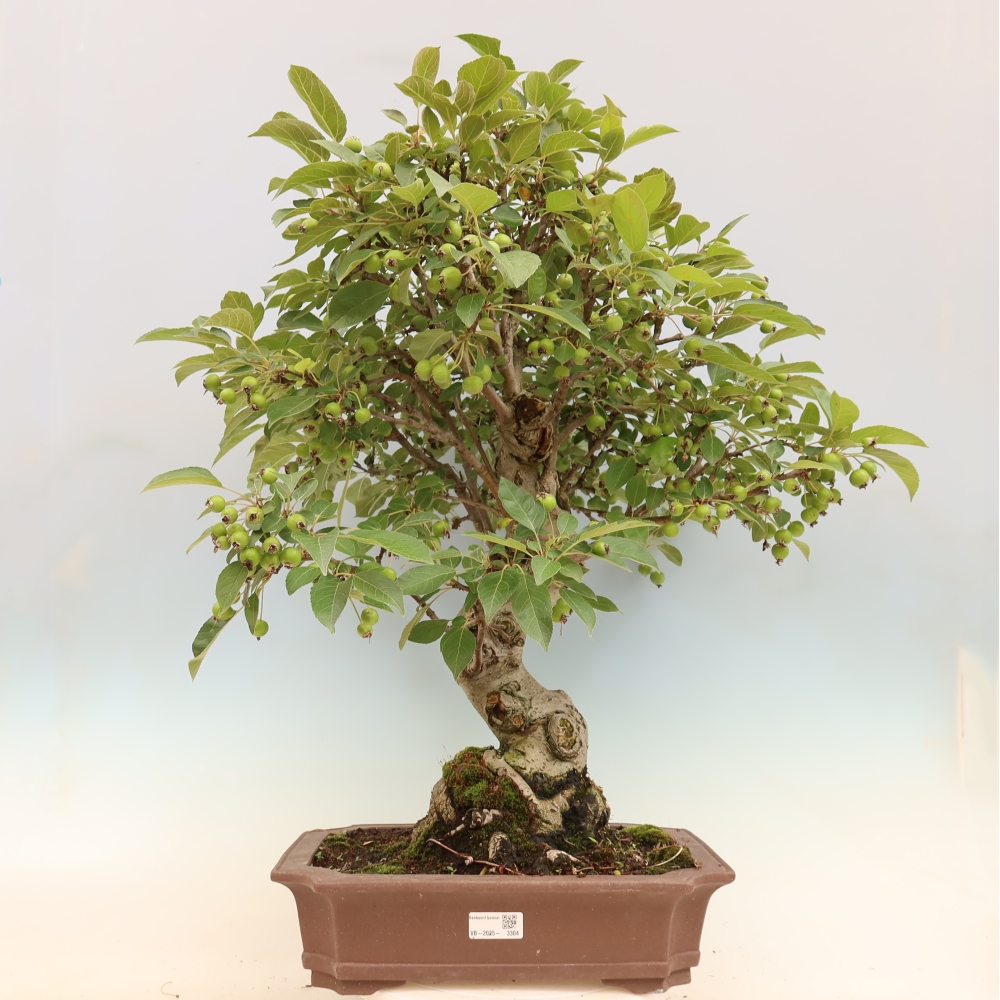Bonsai im Freien - Malus halliana - Kleinfruchtiger Apfelbaum