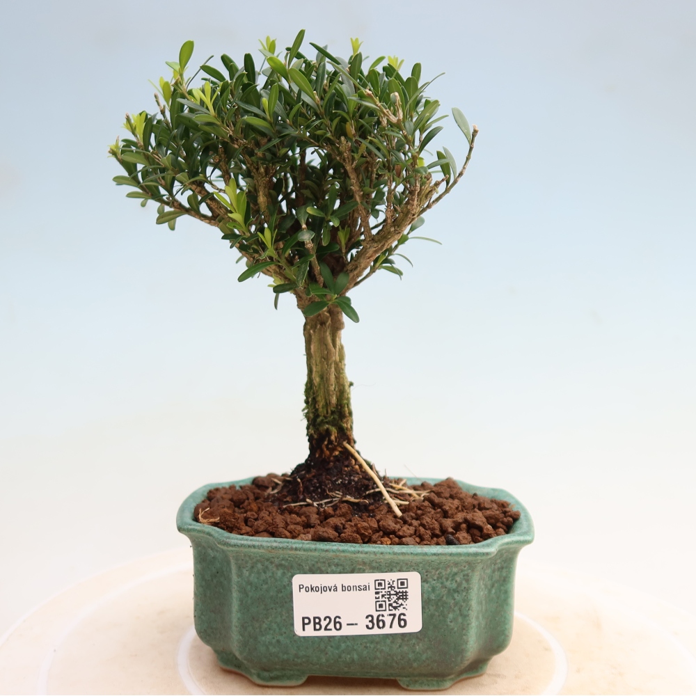Zimmer Bonsai - Buxus harlandii - Korkbuxus