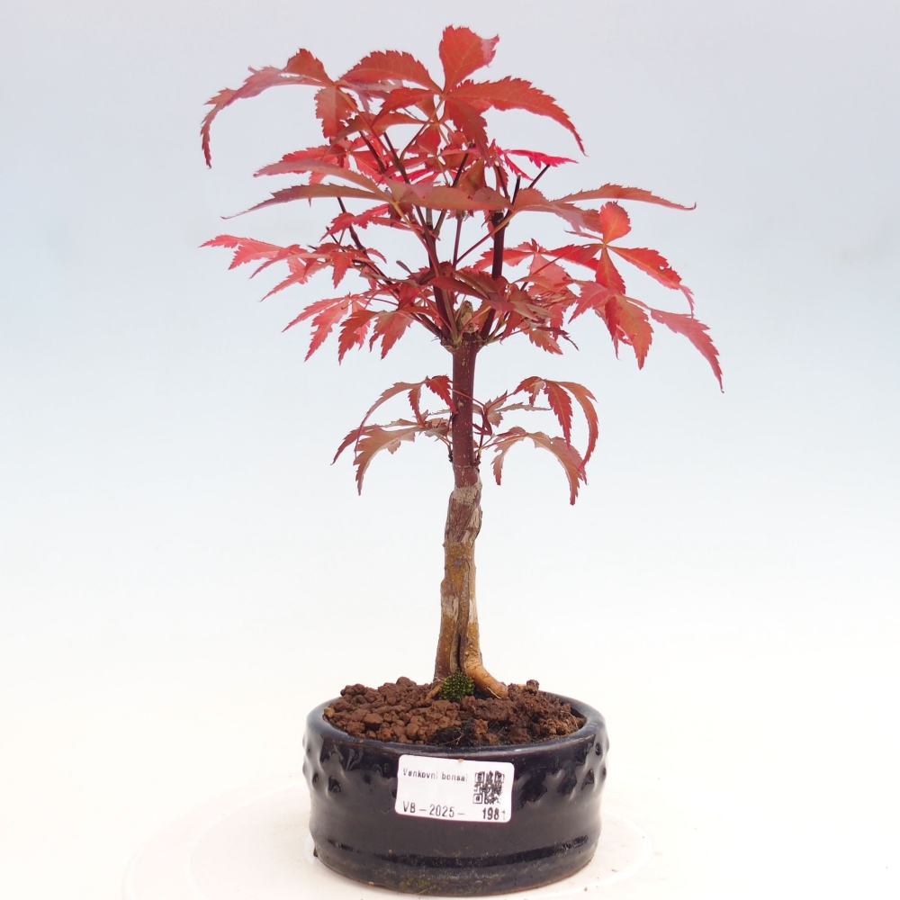 Bonsai im Freien - Acer-Palme. Atropurpureum-Palmenblatt-Ahorn