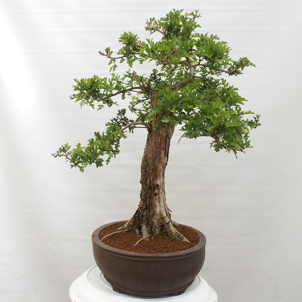 Bonsai im Freien - Weißdorn - Crataegus monogyna