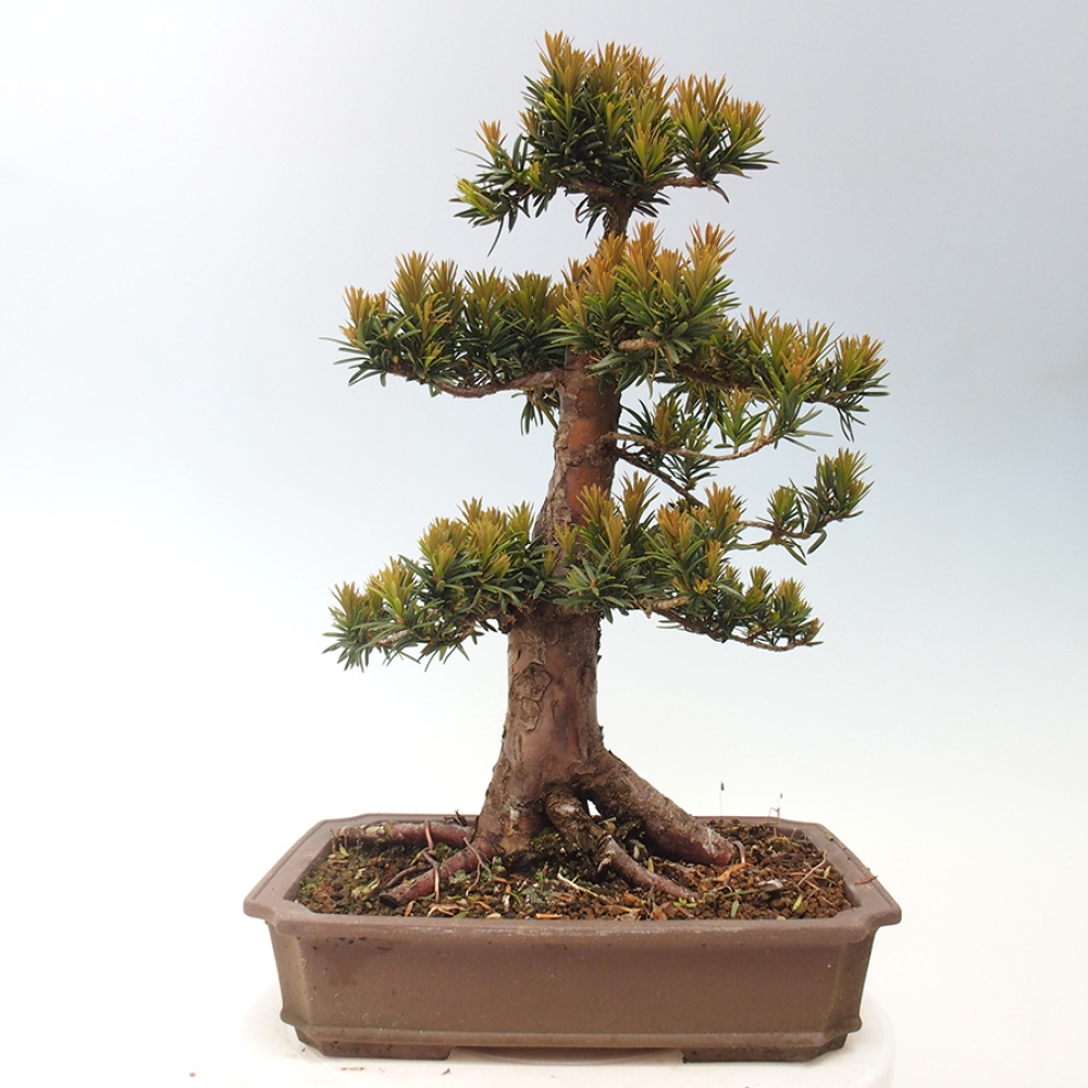 Bonsai im Freien - Taxus cuspidata - Japanische Eibe
