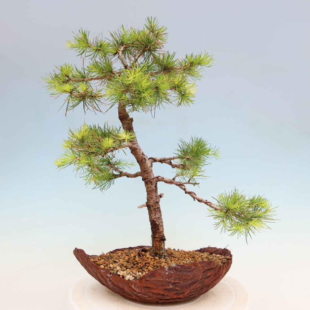 Bonsai für draußen -Larix decidua - Lärche