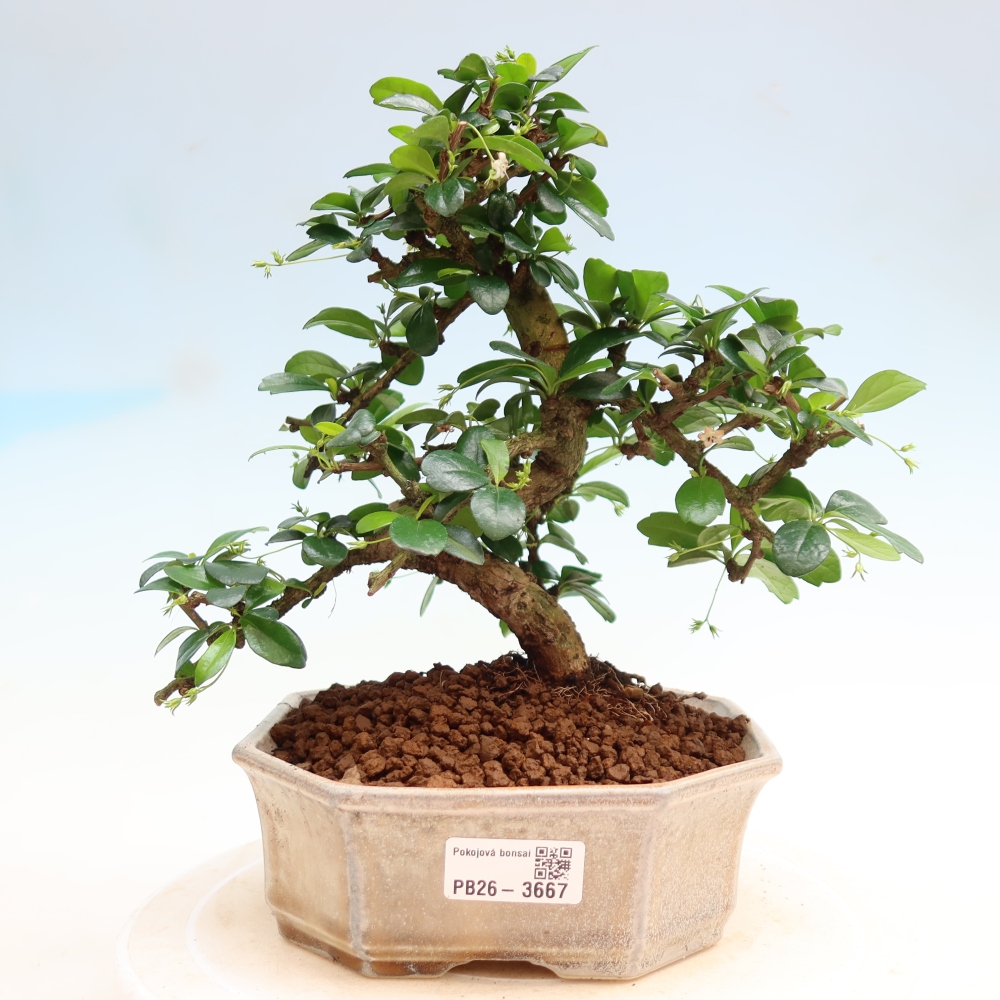Zimmer-Bonsai - Carmona macrophylla - Tee-Fuki