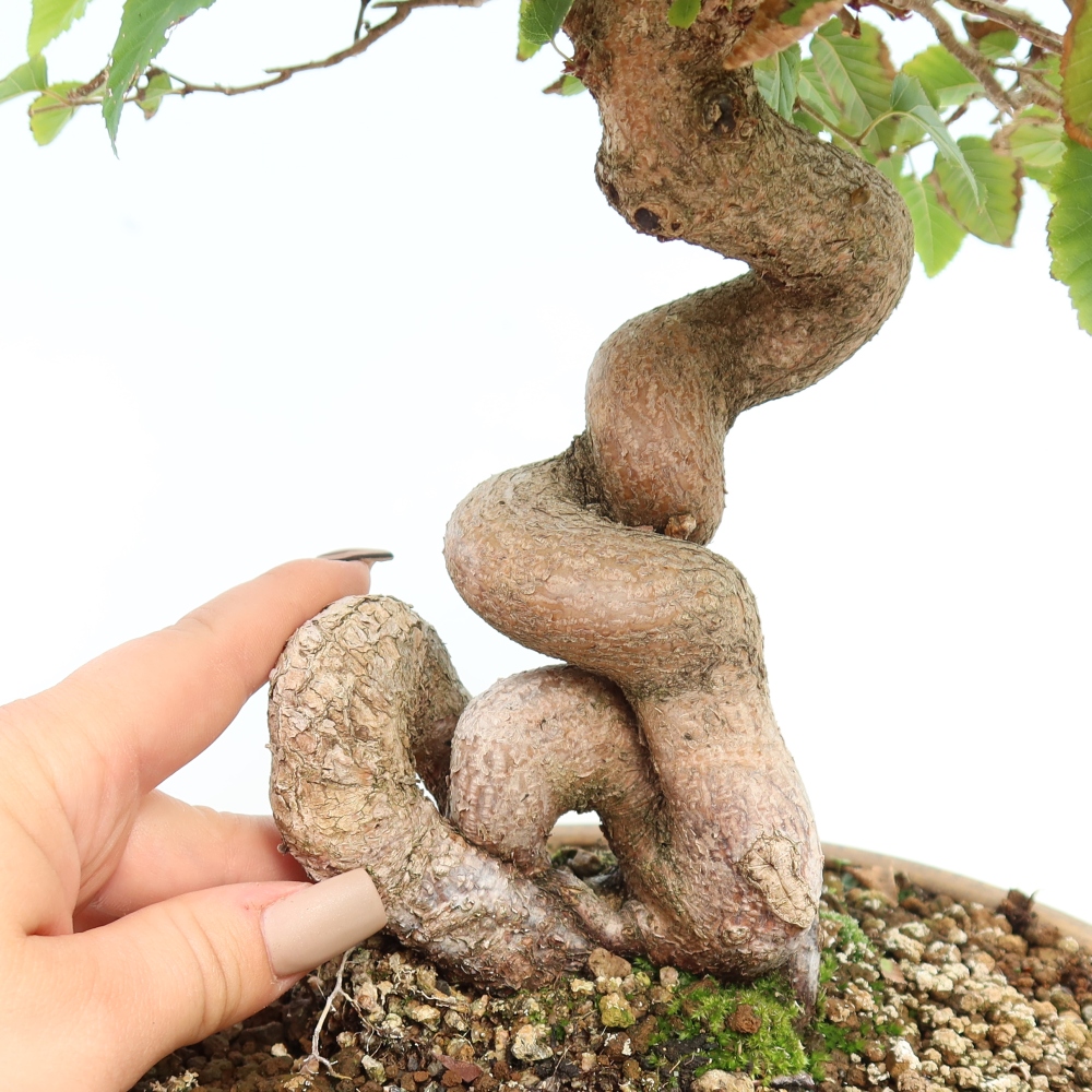 Bonsai für draußen -Carpinus CARPINOIDES - Koreanische Hainbuche